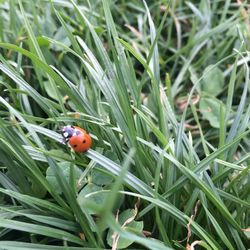 Close-up of ladybug on grass