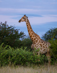 Giraffes on field against sky