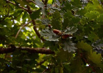 Close-up of flowering plant on tree