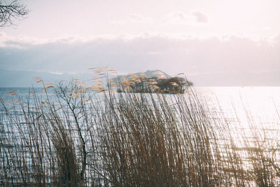 Reeds growing by sea against sky