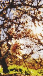 Low angle view of cherry blossom