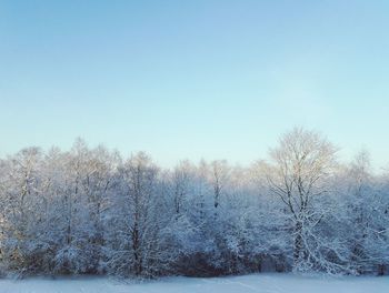 Bare trees on snow landscape against clear sky