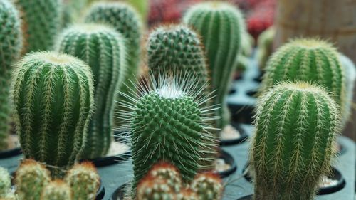 Close-up of succulent plant