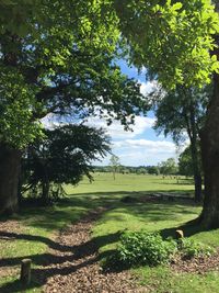 Trees on grassy field