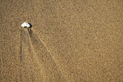 High angle view of lizard on sand