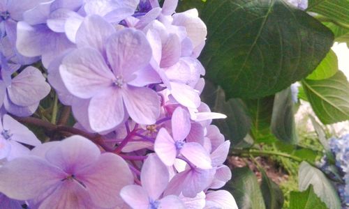 Close-up of purple flowers blooming outdoors