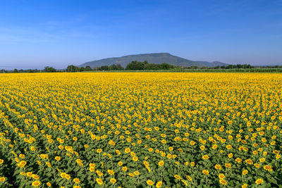 Scenic view of oilseed rape field against sky