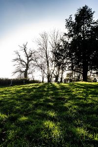 Trees on field against clear sky