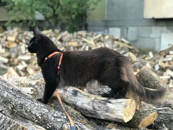 Close-up of a black cat