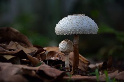 Close-up of mushroom growing in forest