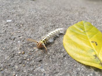 Close-up of insect on leaf