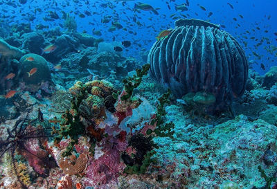 Fish swimming in sea