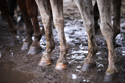 Low section of horse on ground