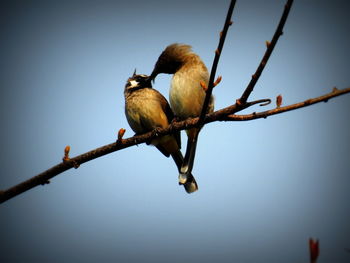 Low angle view of bird perching on tree against clear sky