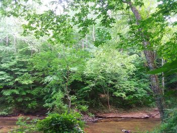 Trees growing in forest