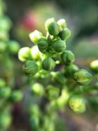 Close-up of green plant