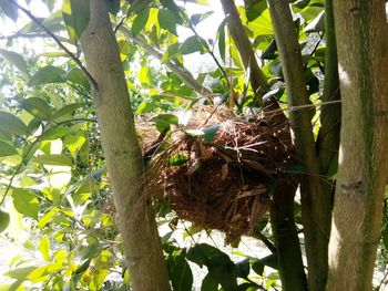 Low angle view of a tree
