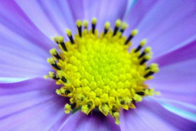 Macro shot of purple flower