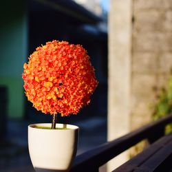 Close-up of red flower pot on potted plant