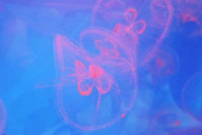 Close-up of jellyfish swimming in aquarium