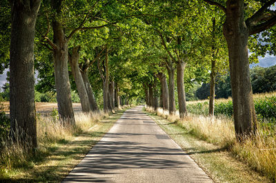 Footpath amidst trees in forest