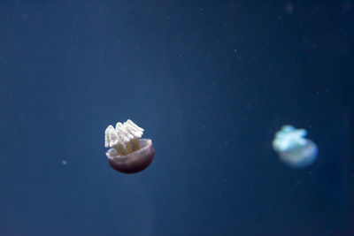 Close-up of jellyfish swimming in sea