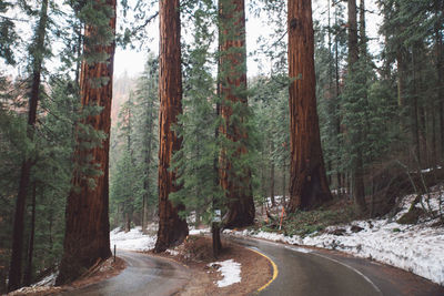 Road amidst trees in forest