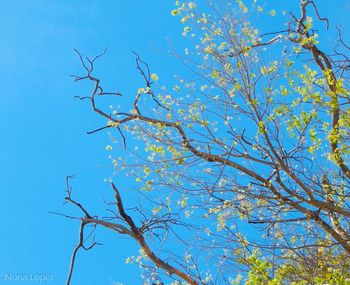 Low angle view of bare tree against blue sky