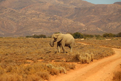 Elephant walking in a field