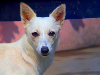 Close-up portrait of dog