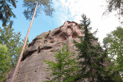 Low angle view of trees against sky