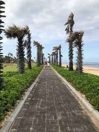 Footpath amidst palm trees against cloudy sky