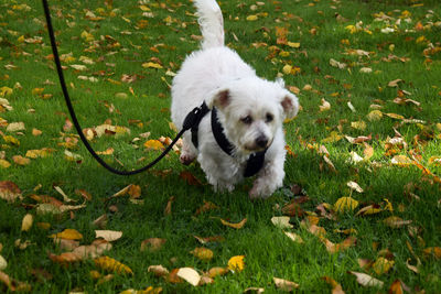 Dog in a field