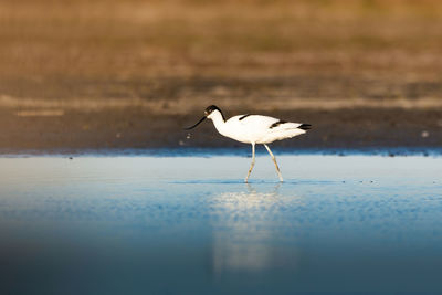 Bird on beach