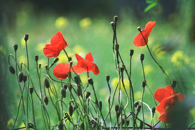 Close-up of red poppy flowers