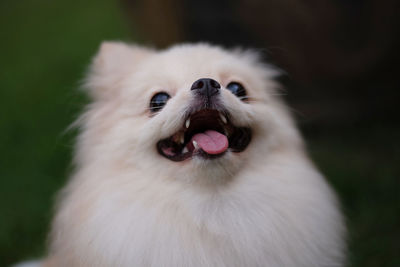 Close-up of a dog