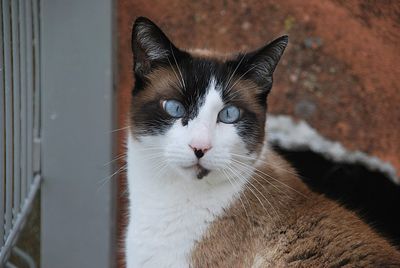 Close-up portrait of a cat