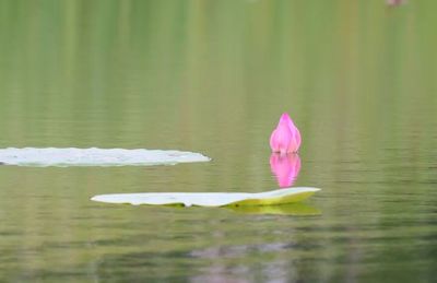 Close up of pink lotus water lily in pond