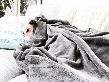 Close-up of dog relaxing on sofa at home