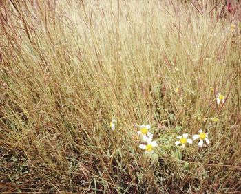 Flowers blooming on field