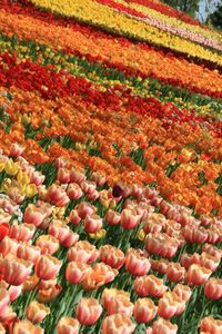 Full frame shot of red tulips