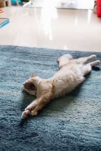 Close-up of cat lying on floor
