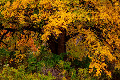 View of yellow autumn trees in forest