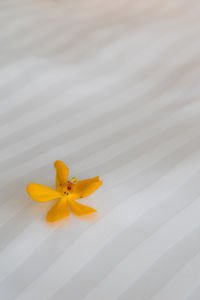 Close-up of yellow flower over white background