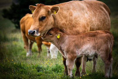 Cows standing in a field