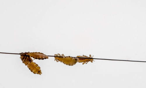 Close-up of insect against white background