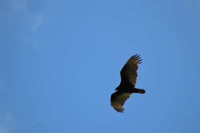 Bird flying against clear blue sky