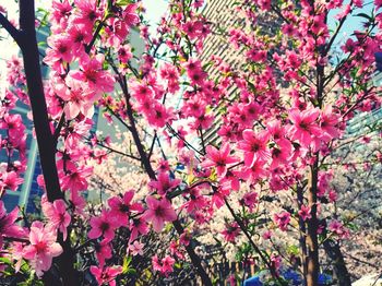 Close-up of pink cherry blossoms in spring