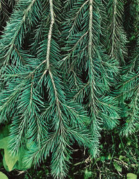 Full frame shot of pine tree branch
