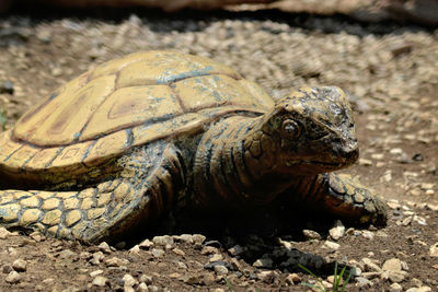 Close-up of turtle on ground